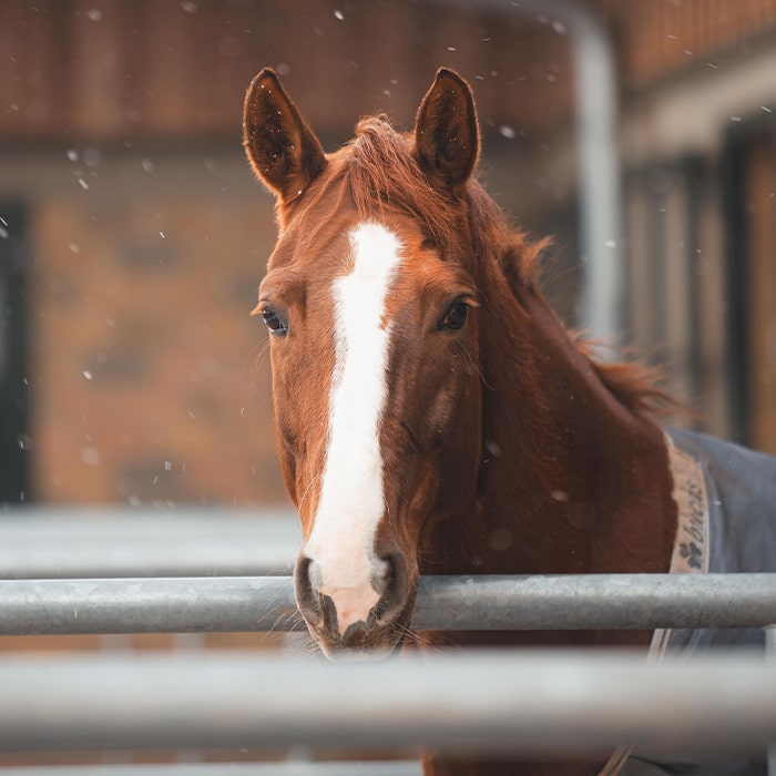 Celina-Bodstangen-Dressage-Dressurreiterin-Dressurreiten-Pferdezeucht-Warmblutzuechter-Warmblutzucht-Dressurzucht-Dressurpferd-Zucht-Pferd-Grosspferd-Fohlen-Belavie-min